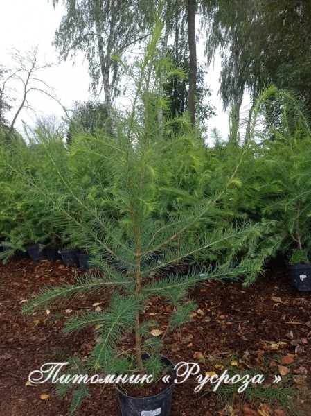 Лиственница Маршлинса 250-300