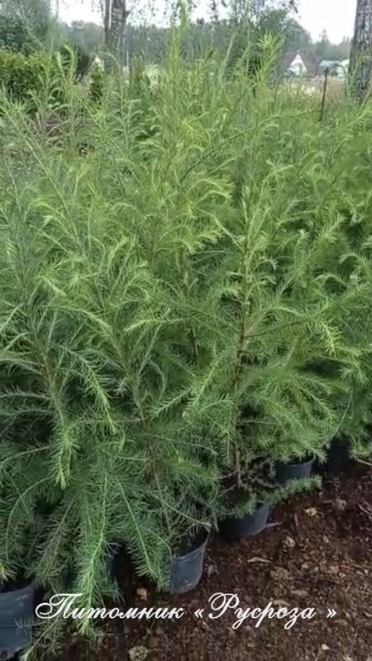 Лиственница Маршлинса 250-300