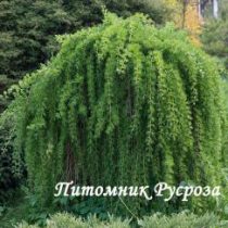 Лиственница японская 