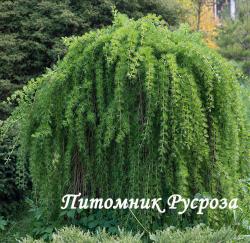 Лиственница японская 