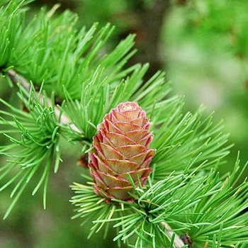 Лиственница сибирская 40-50