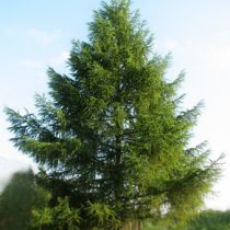 Лиственница сибирская 40-50
