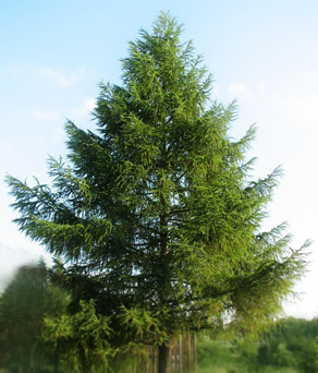 Лиственница сибирская 40-50