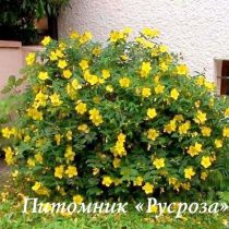 Зверобой Даммера 