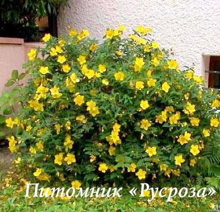 Зверобой Даммера 