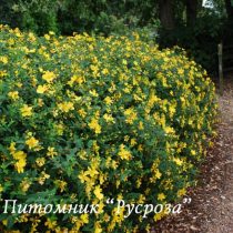 Зверобой кустарниковый 