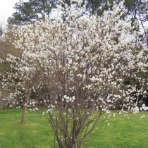 Ирга канадская 