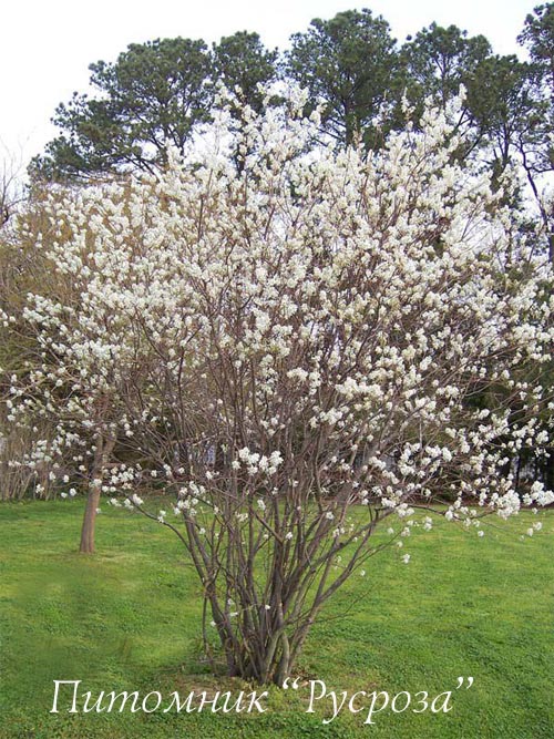 Ирга канадская 