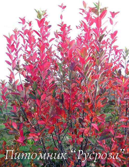 Ирга канадская 