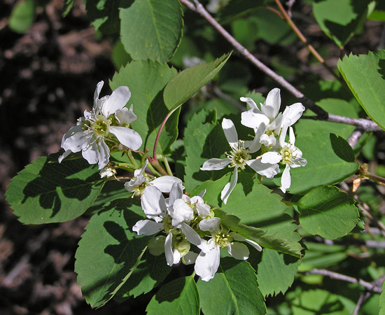 Ирга ольхолистная (Amelanchier alnifolia)