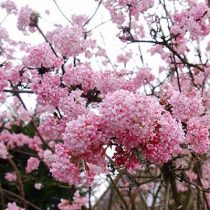 Калина боднантенская 