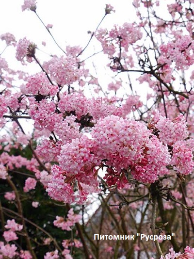 Калина боднантенская 