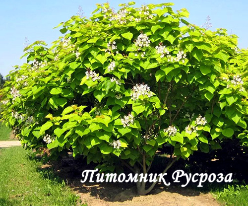 Катальпа (Catalpa) ШТАМБ