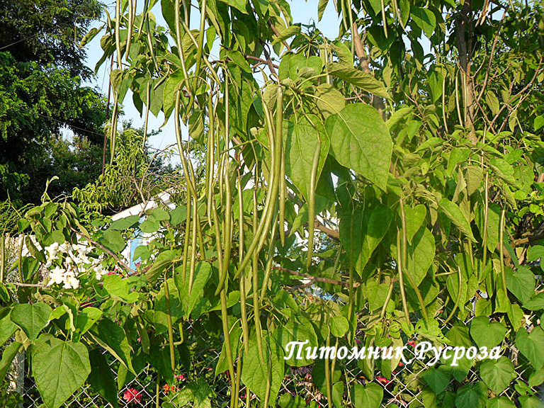 Катальпа (Catalpa) ШТАМБ