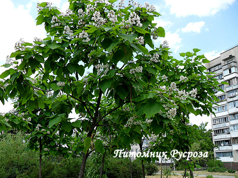Катальпа (Catalpa) ШТАМБ