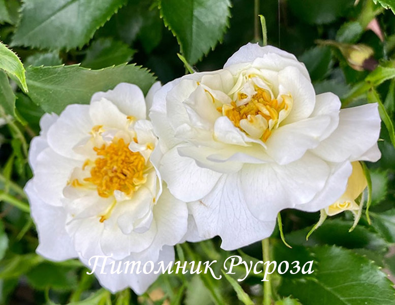 BIENENWEIDE IVORY
