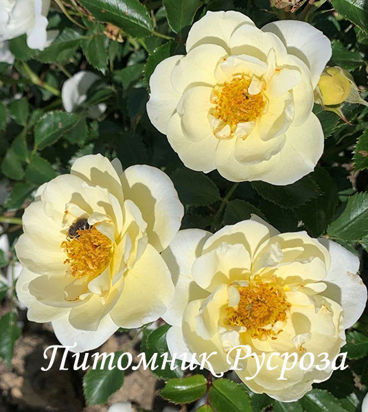 BIENENWEIDE IVORY
