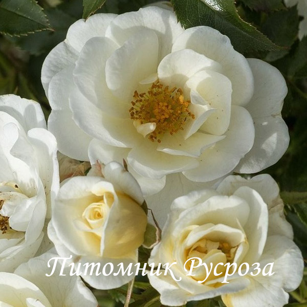 BIENENWEIDE IVORY