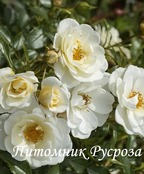 BIENENWEIDE IVORY