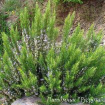 Розмарин лекарственный