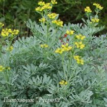 Рута душистая 