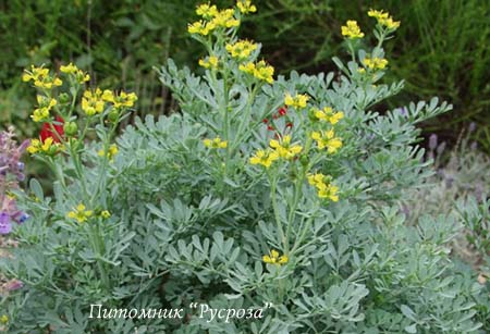Рута душистая 