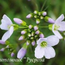 Сердечник луговой