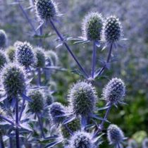 Синеголовник 