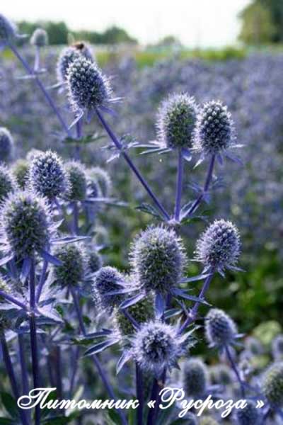 Синеголовник 