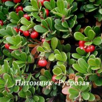 Толокнянка