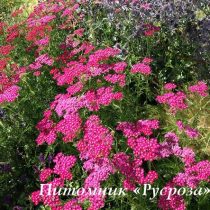 Тысячелистник 