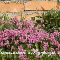 Фиалка душистая 