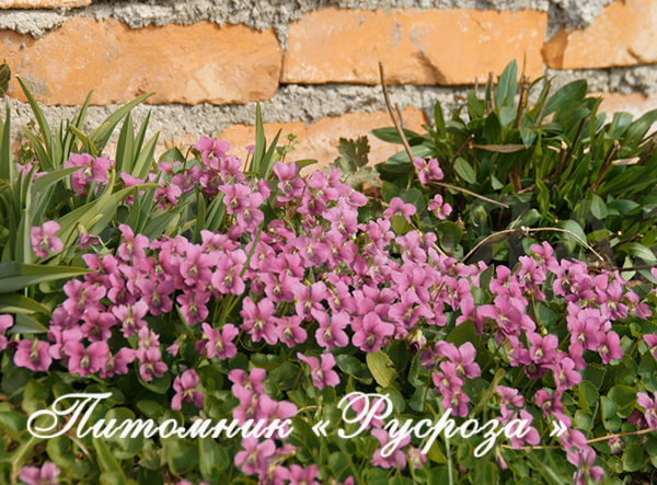 Фиалка душистая 