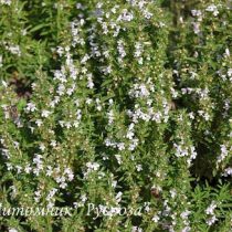 Чабер горный