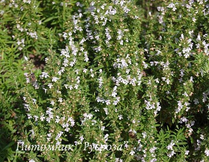 Чабер горный