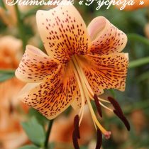 Лилия Азиатская Тигровая 