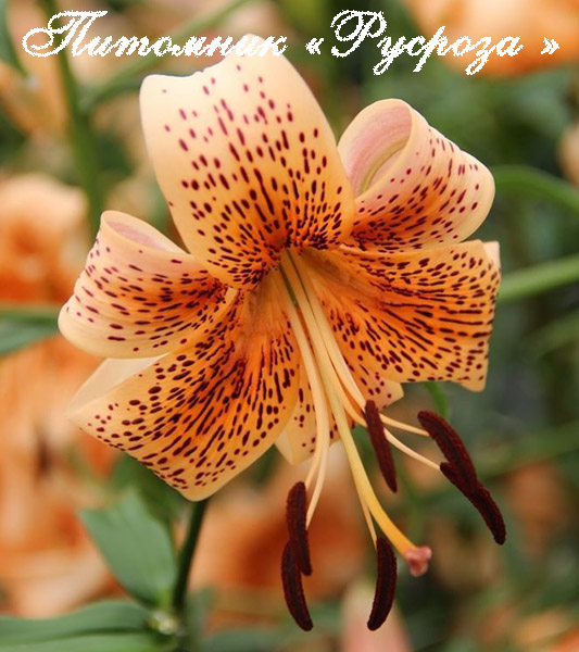 Лилия Азиатская Тигровая 