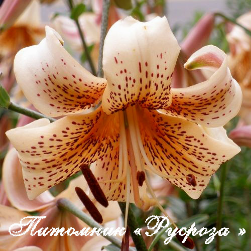 Лилия Азиатская Тигровая 