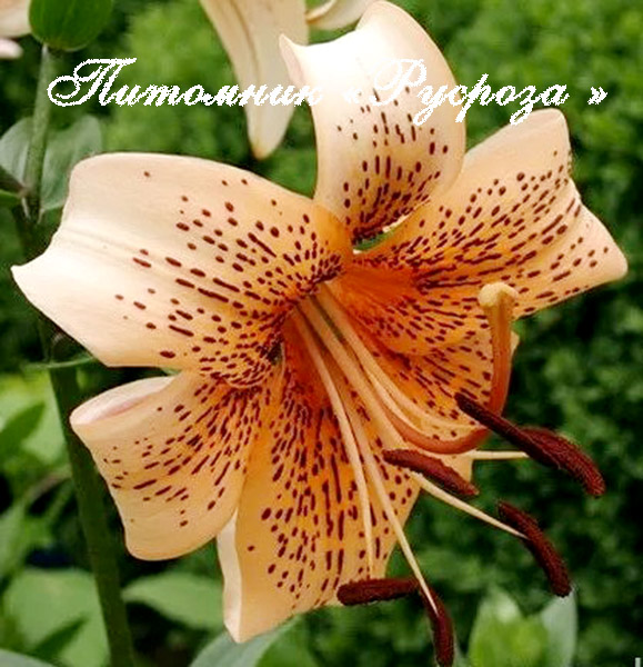 Лилия Азиатская Тигровая 