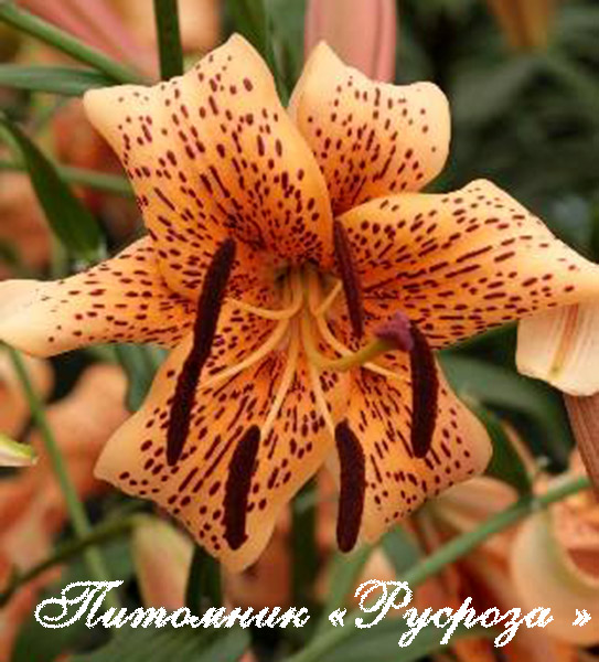 Лилия Азиатская Тигровая 