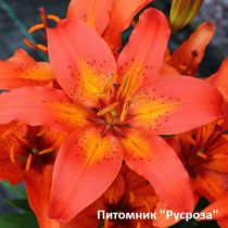 Лилия азиатская  