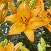 Лилия азиатская 