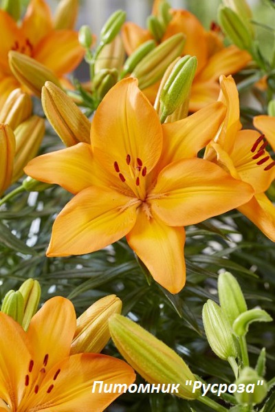 Лилия азиатская 