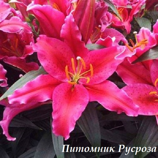 Лилия Восточная 