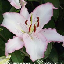 Лилия Восточная 