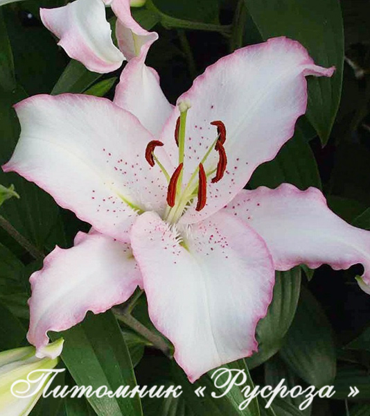 Лилия Восточная 