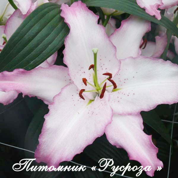 Лилия Восточная 