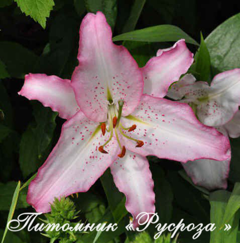 Лилия Восточная 