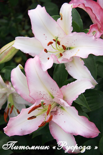 Лилия Восточная 