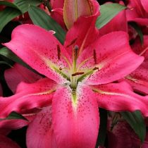 Лилия Восточная 